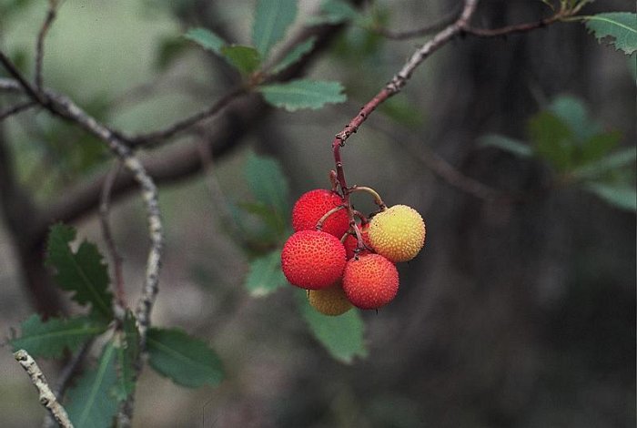 Arbutus unedo